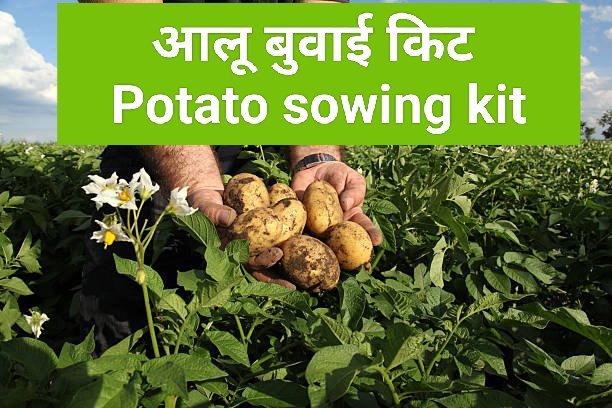 Pro Agri Bazaar Potato farming